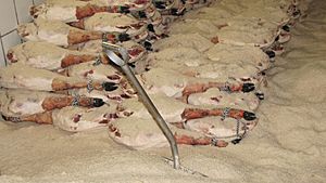 Archivo:Salado Jamon Bellota Guijuelo Salamanca BEHER Bernardo Hernandez