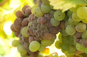 Archivo:Sauternes noble rot grapes