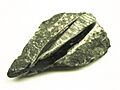 Silurian Orthoceras Fossil Macro 1