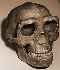 Archivo:Skull pekingman