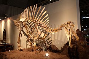 Archivo:Subadult Spinosaurus