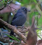 Thamnophilus unicolor Batará unicolor Uniform Antshrike (8410206148).jpg