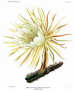 The Cactaceae Vol II, plate XXXV filtered.jpg