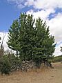 Ulmus-minor-1