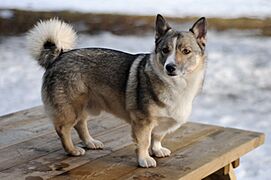 Västgötaspets hane 5 år