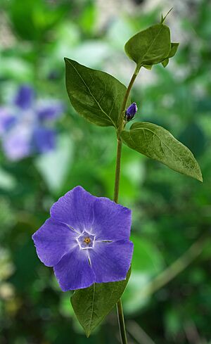 Archivo:Vinca major - Flower and bud