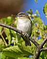 Vireo olivaceus -Madison -Wisconsin -USA-8
