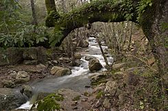 Vista del río Guadalmesí.jpg