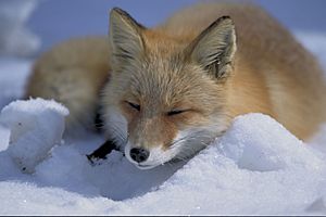 Archivo:Vulpes vulpes laying in snow
