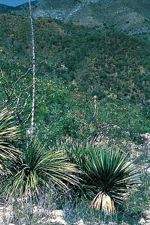 Archivo:Yucca declinata fh 0403 MEX B