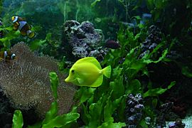 Archivo:Zebrasoma flavescens en acuario arrecife