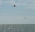 2 FLAMENCOS VOLANDO