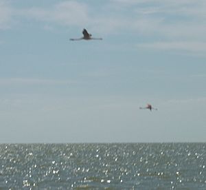 Archivo:2 FLAMENCOS VOLANDO