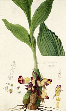 Acanthephippium bicolor Walker.jpg