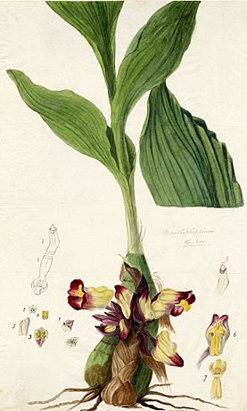 Archivo:Acanthephippium bicolor Walker