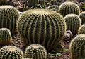 Asiento de suegra (Echinocactus grusonii), jardín botánico de Tallinn, Estonia, 2012-08-13, DD 01