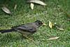 Austral Thrush - Turdus falcklandii magellanicus.jpg