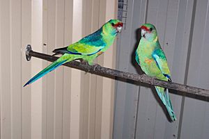 Archivo:Australian Ringneck (Barnardius zonarius barnardi)3 -pair