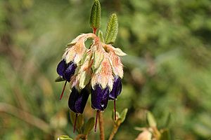Archivo:Brachyotum-strigosum-flor