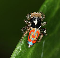 Bronwynking Maratus pavonis 01.jpg