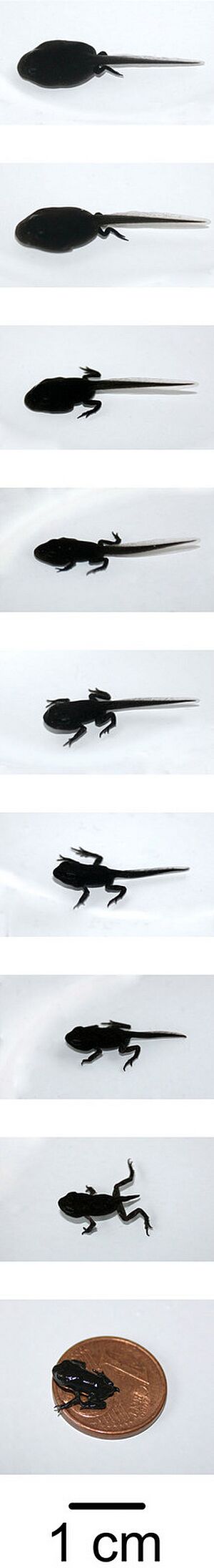 Archivo:Bufo metamorphosis