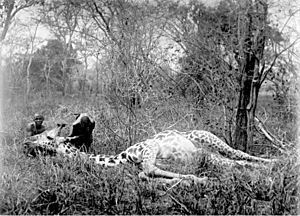 Archivo:Bundesarchiv Bild 105-DOA0377, Deutsch-Ostafrika, Giraffe