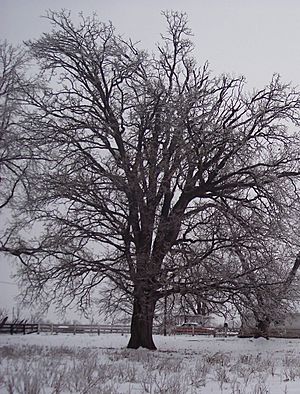 Archivo:Bur Oak Winter Form
