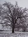 Bur Oak Winter Form