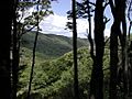 Butterfly Creek valley