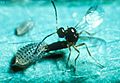 CSIRO ScienceImage 2357 Spotted alfalfa aphid being attacked by parasitic wasp