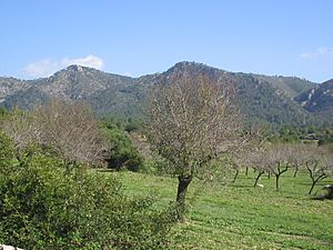 Archivo:Calvià-Mallorca-10-rafax
