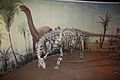 Camarasaurus mounts and mural - Royal Tyrrell Museum of Paleontology