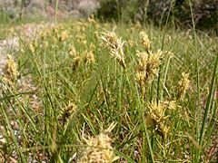 Archivo:Carex douglasii (3877013751)