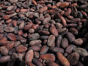 Archivo:Chocolaterie-nestlé-broc-fèves-cacao-torrefiées