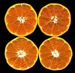 Archivo:Citrus unshiu-unshu mikan