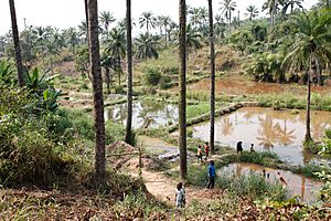 Archivo:Community fish-farming ponds in the rural town of Masi Manimba, DRC (7609946524)