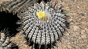 Archivo:Copiapoa cinerea cinerea 43