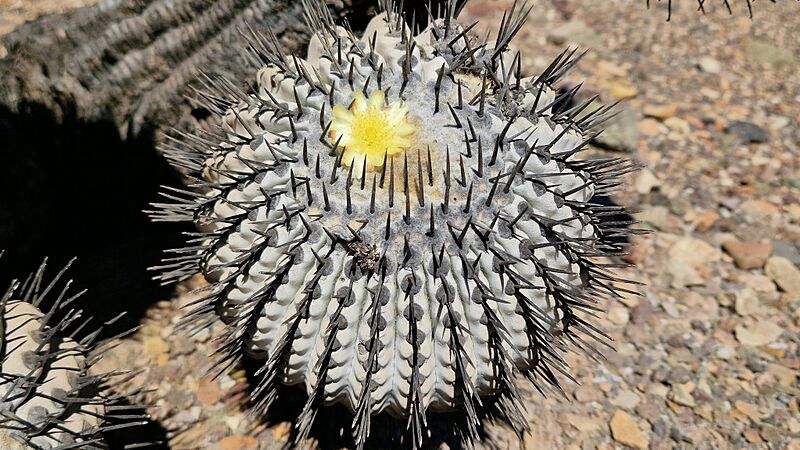 Copiapoa cinerea cinerea 43