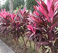 Cordyline fruticosa Rubra (cropped)