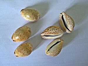 Archivo:Cowrie shells - sozhi roll of 3