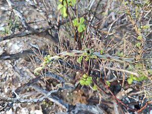 Archivo:Cylindropuntia lindsayi 10