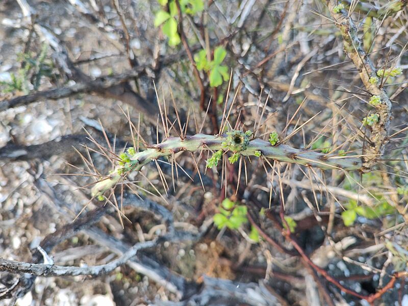 Cylindropuntia lindsayi 10