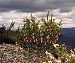 Archivo:DarwiniaPlant