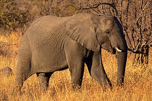 Archivo:Elefante africano de sabana (Loxodonta africana), parque nacional Kruger, Sudáfrica, 2018-07-25, DD 07