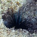 Erizo diadema (Diadema setosum), Pistol Bay, Pafos, Chipre, 2021-12-12, DD 01