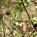Fauna Ochiputur