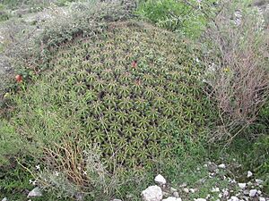 Archivo:Ferocactusrobustus