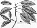 Ficusindicamaxima