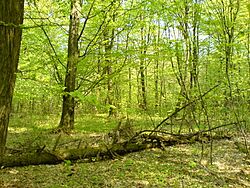 Archivo:Forest nature reserve Grady nad Moszczenica3, Poland, 6 May 2006