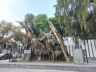 Frente del Árbol de la Noche Victoriosa.jpg